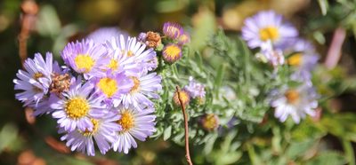 Symphyotrichum defoliatum, photographed by Millie Basden
