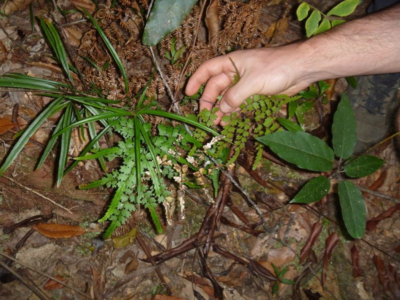 Lindsaea prolongata, photographed by naturewatchwidow