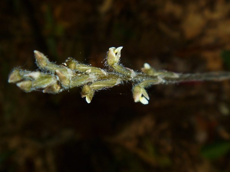 Zeuxine samoensis, photographed by naturewatchwidow