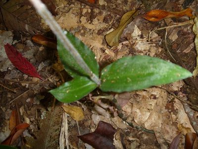 Zeuxine samoensis, photographed by naturewatchwidow