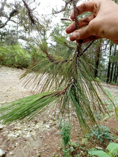 Pinus herrerae, photographed by Dante S. Figueroa