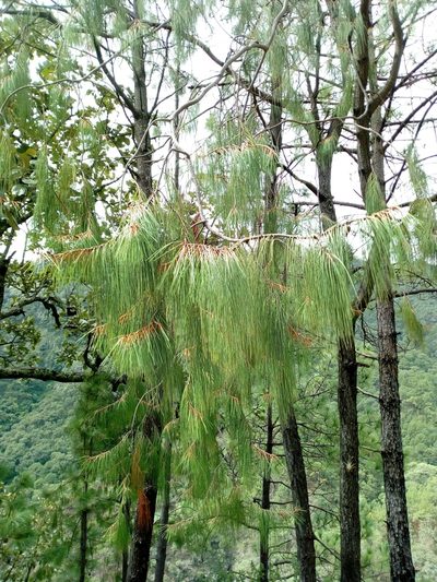 Pinus lumholtzii, photographed by Dante S. Figueroa