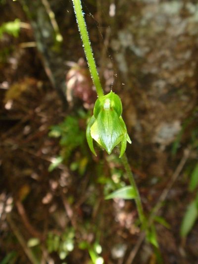Achlydosa glandulosa, photographed by naturewatchwidow