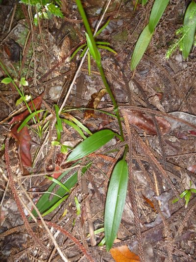 Achlydosa glandulosa, photographed by naturewatchwidow
