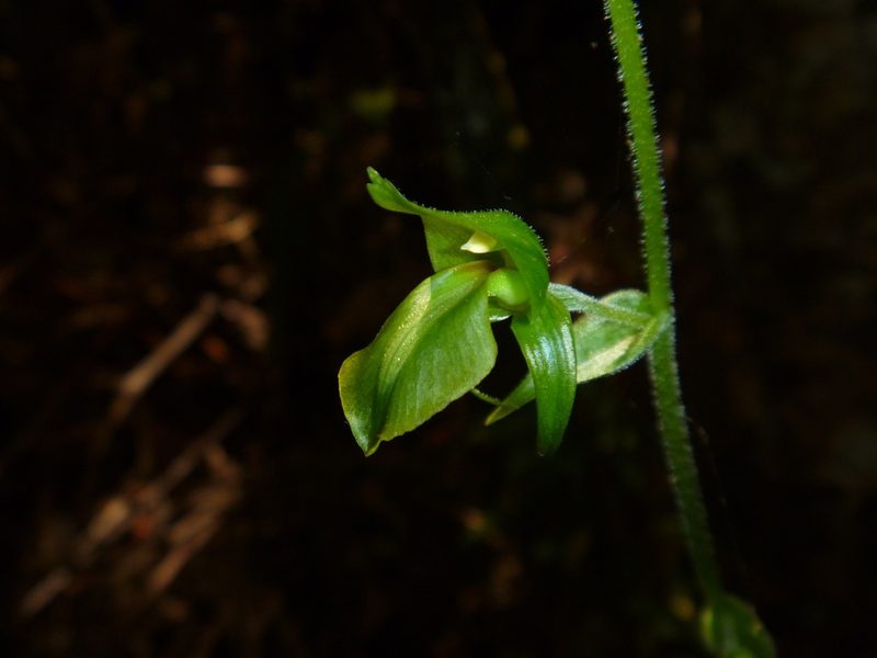 Achlydosa glandulosa, photographed by naturewatchwidow