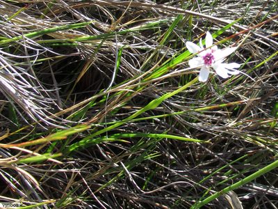 Wurmbea stricta, photographed by Chris Vynbos