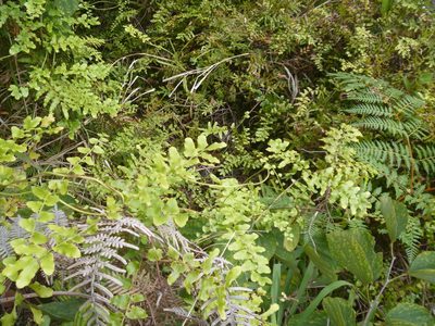 Lygodium reticulatum, photographed by naturewatchwidow
