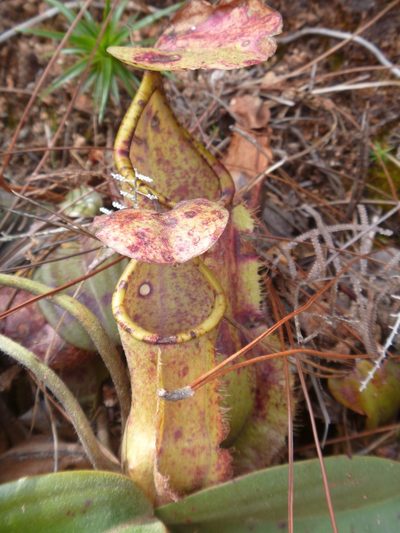 Nepenthes vieillardii, photographed by naturewatchwidow