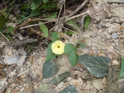 Ipomoea ochracea, photographed by naturewatchwidow