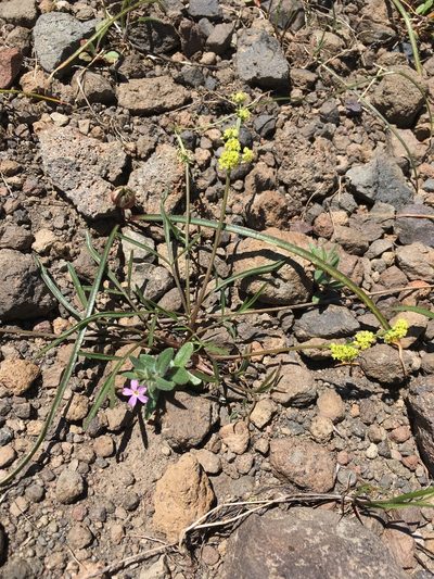 Lomatium stebbinsii, photographed by Matt Berger