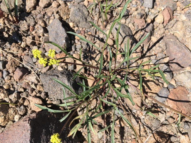 Lomatium stebbinsii, photographed by Matt Berger