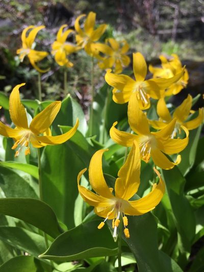 Erythronium tuolumnense, photographed by Matt Berger