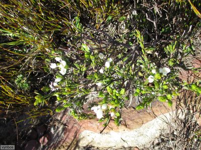 Lachnaea nervosa, photographed by Chris Vynbos