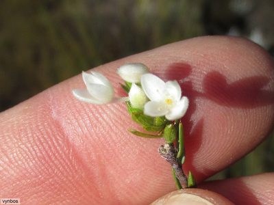 Lachnaea nervosa, photographed by Chris Vynbos