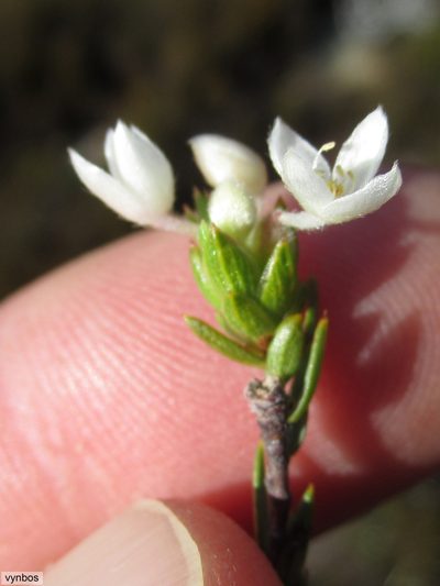 Lachnaea nervosa, photographed by Chris Vynbos