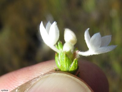 Lachnaea nervosa, photographed by Chris Vynbos