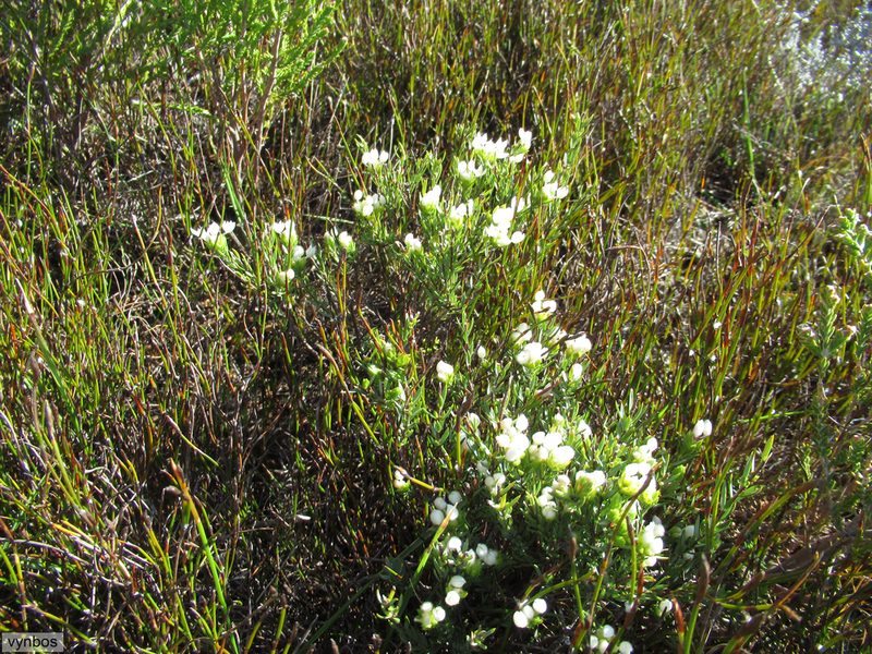 Lachnaea nervosa, photographed by Chris Vynbos