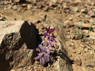 Streptanthus hispidus, photographed by Matt Berger