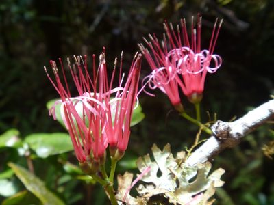 Amyema scandens, photographed by naturewatchwidow