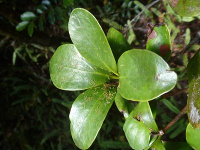 Amyema scandens, photographed by naturewatchwidow