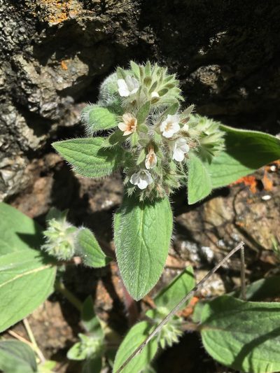 Phacelia phacelioides, photographed by Matt Berger