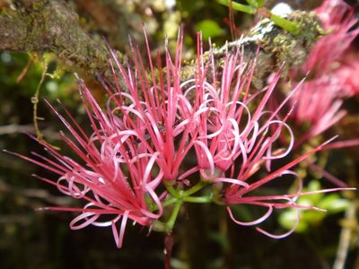 Amyema scandens, photographed by naturewatchwidow