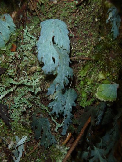 Hymenophyllum pallidum, photographed by naturewatchwidow