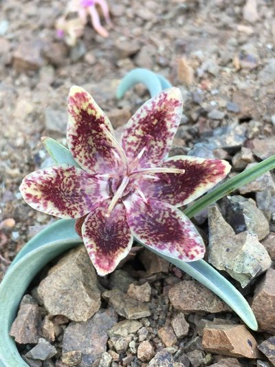 Fritillaria falcata, photographed by Matt Berger