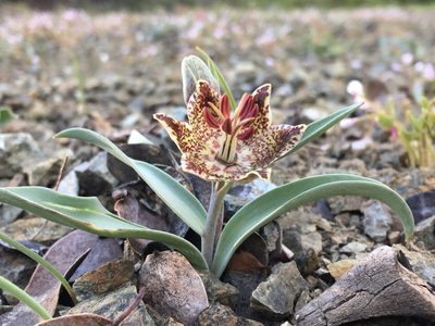Fritillaria falcata, photographed by Matt Berger