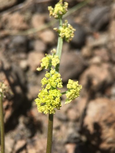 Lomatium stebbinsii, photographed by Matt Berger