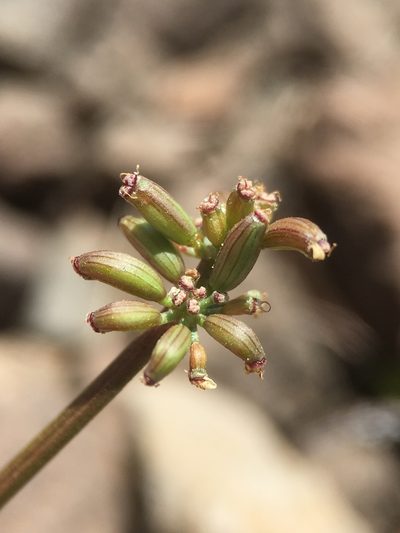Lomatium stebbinsii, photographed by Matt Berger