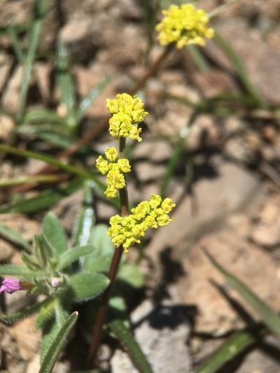 Lomatium stebbinsii, photographed by Matt Berger