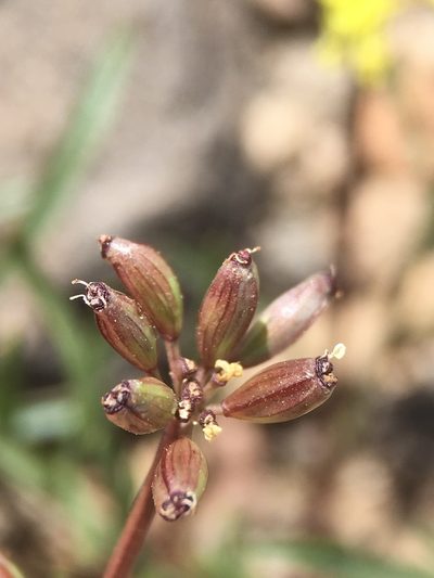 Lomatium stebbinsii, photographed by Matt Berger