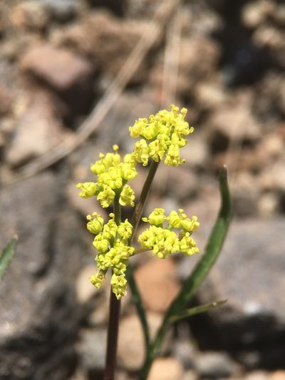 Lomatium stebbinsii, photographed by Matt Berger