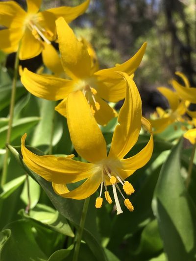 Erythronium tuolumnense, photographed by Matt Berger