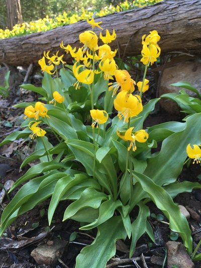 Erythronium tuolumnense, photographed by Matt Berger
