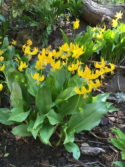 Erythronium tuolumnense, photographed by Matt Berger