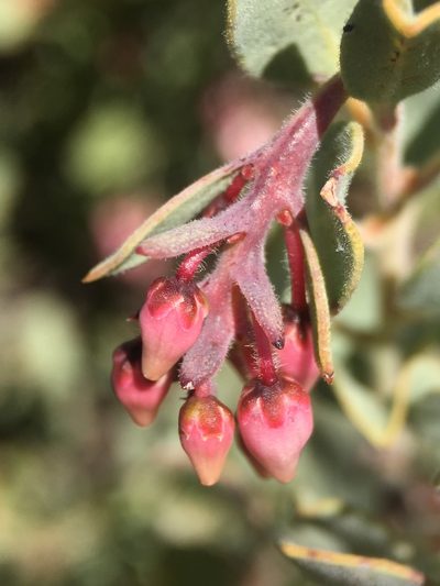 Arctostaphylos nissenana, photographed by Matt Berger