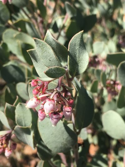 Arctostaphylos nissenana, photographed by Matt Berger