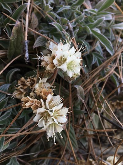 Phacelia egena, photographed by Matt Berger