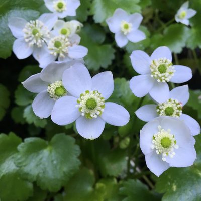 Ranunculus hystriculus, photographed by Matt Berger