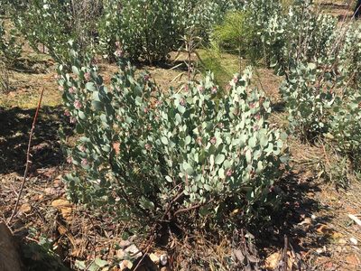 Arctostaphylos nissenana, photographed by Matt Berger