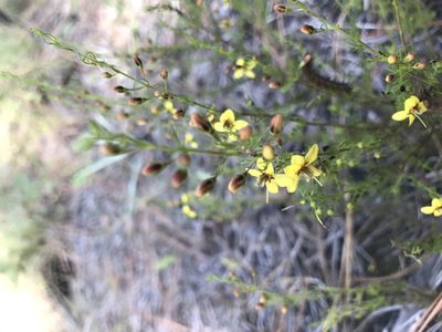 Seymeria cassioides, photographed by Brandon Wheeler