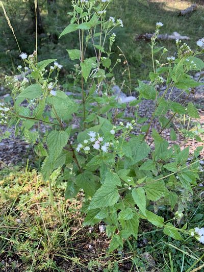 Ageratina rothrockii, photographed by CK2AZ