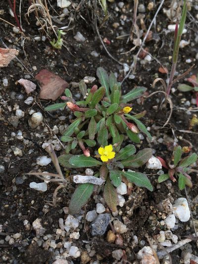 Camissoniopsis ignota, photographed by Matt Berger