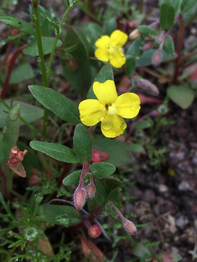 Camissoniopsis ignota, photographed by Matt Berger