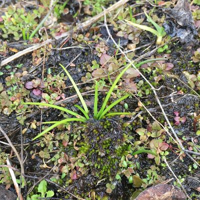 Isoetes nuttallii, photographed by Matt Berger