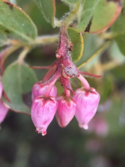 Arctostaphylos nissenana, photographed by Matt Berger