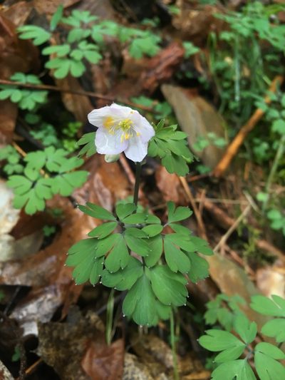Enemion occidentale, photographed by Matt Berger