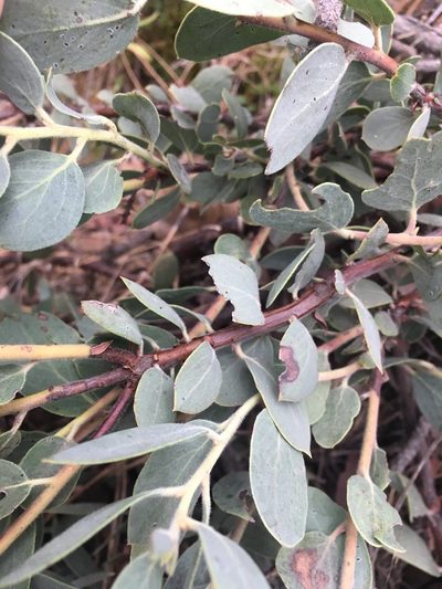 Arctostaphylos nissenana, photographed by Matt Berger